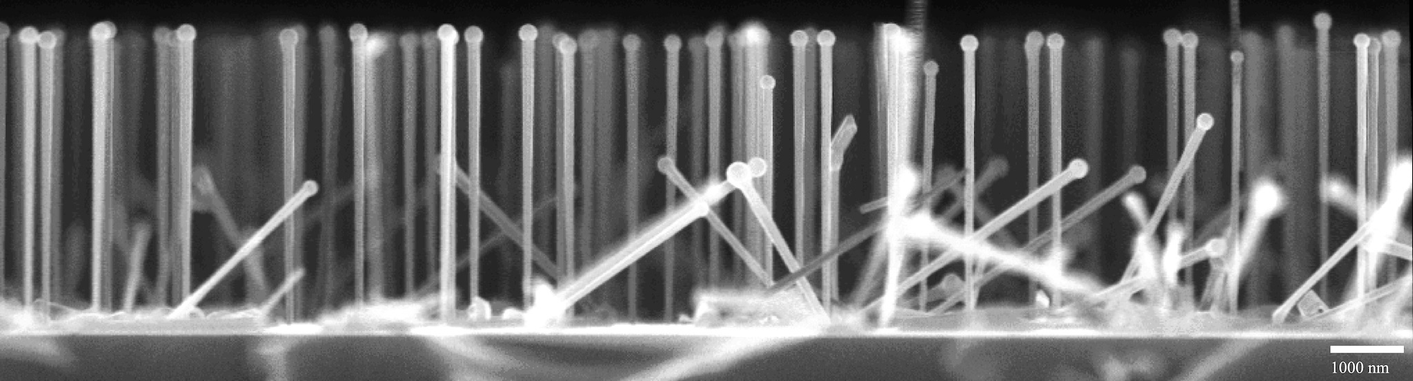 Electron microscope view of the fully grown nanowires.